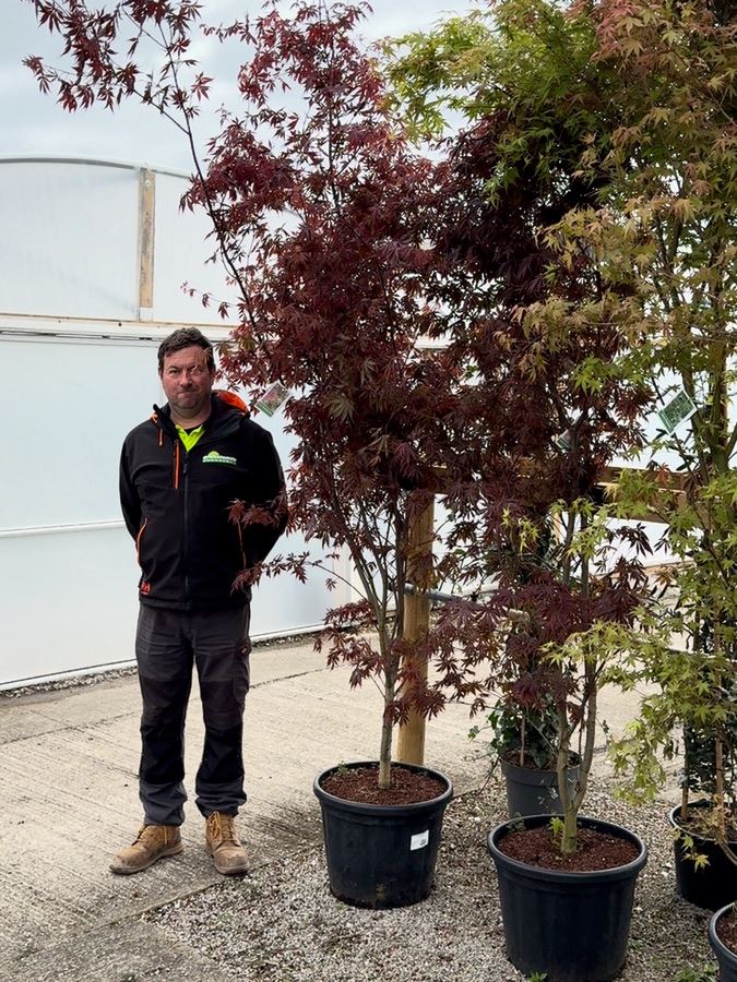 Acer Palmatum Trompenburg 40 Litre Pot Specimen Sized