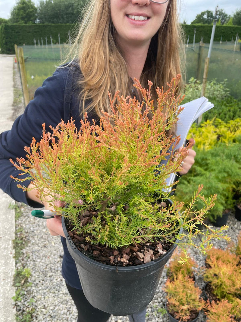Thuja Occiden. Fire Chief 3 Litre Pot