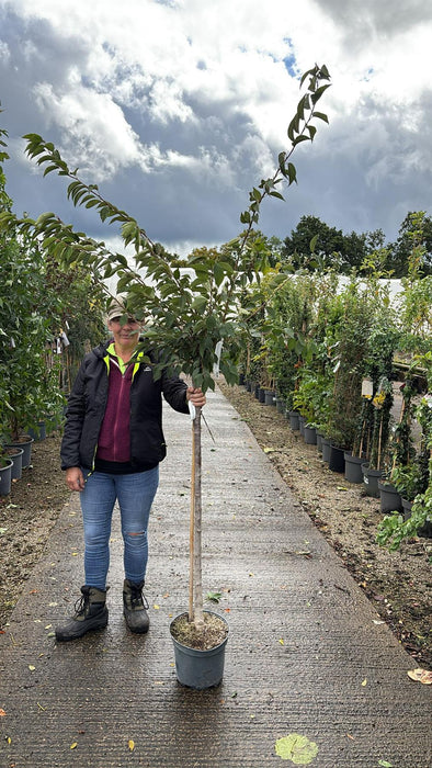 Prunus subhirtella Autumnalis Rosea 10 Litre Pot