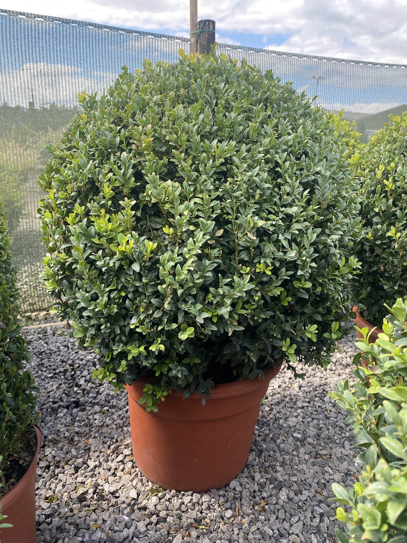 Buxus Ball 25 Litre Pot 55/60cm Wide