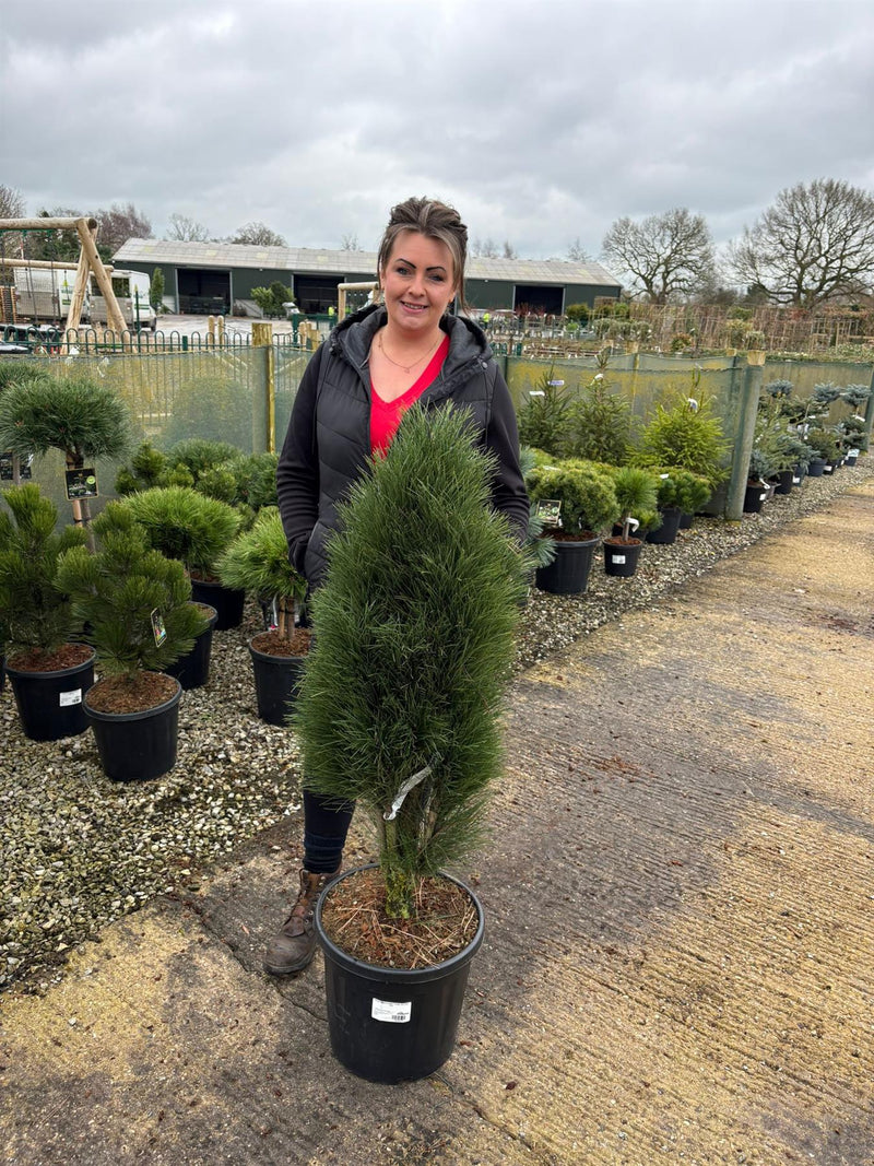Pinus Nigra Green Tower 20/30 Litre Pot