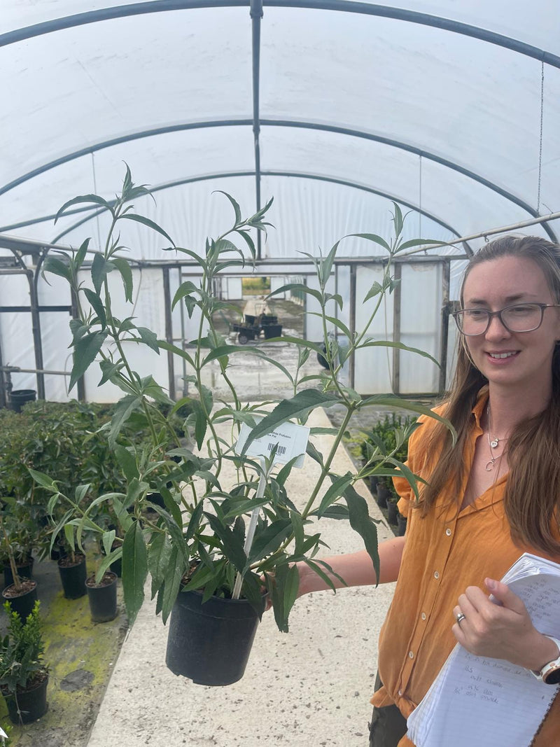 Buddleja Davidii White Profusion 3 Litre Pot
