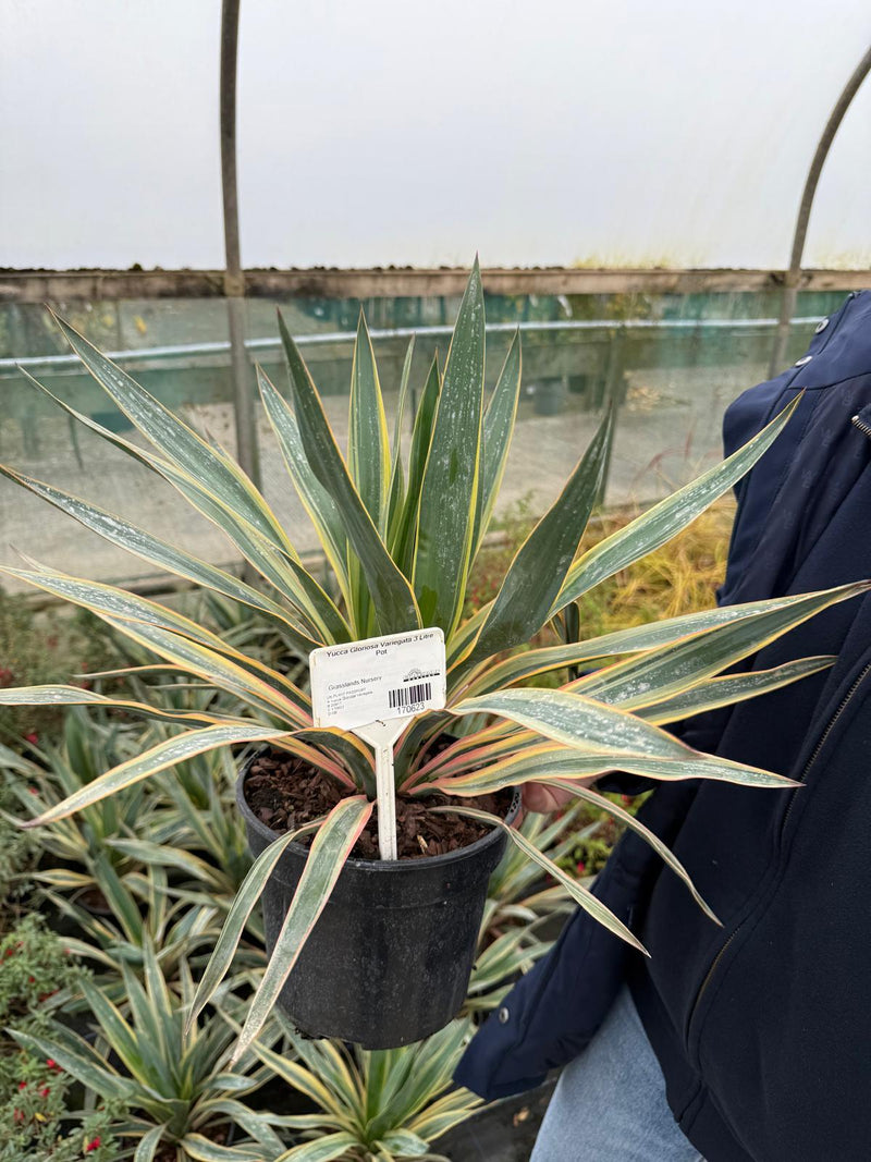 Yucca Gloriosa Variegata 5 Litre Pot