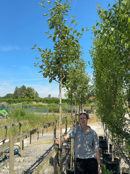 Sorbus Aria 8/10cm Girth
