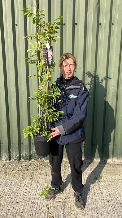 Wisteria Sinensis Alba 4 Litre Pot