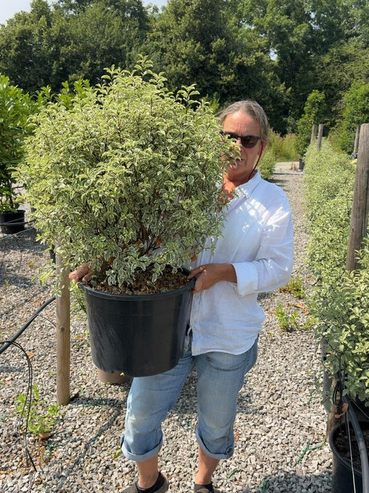Pittosporum Tenuifolium Variegatum 25 Litre Pot