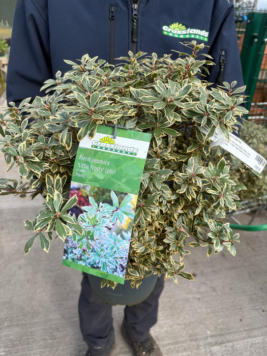 Pieris Japonica Little Frosty 6 Litre Pot