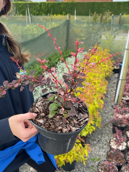 Berberis thunbergii 'Harlequin' - Japanese Barberry 3 Litre Pot