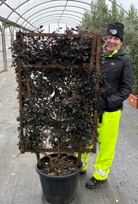 Loropetalum Chinensis Black Pearl Pleached Panel 120cm x 70cm