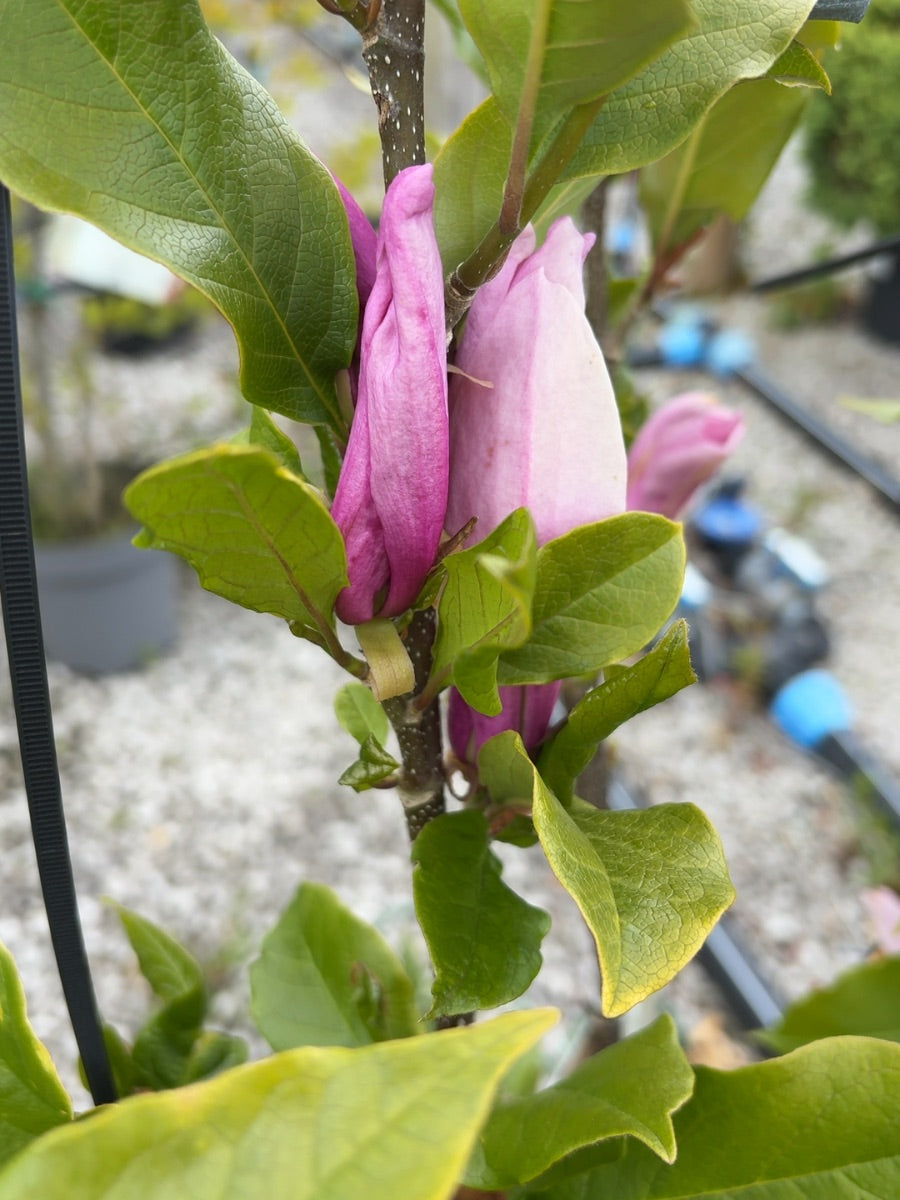 Magnolia Susan 12 Litre Pot 80/100cm