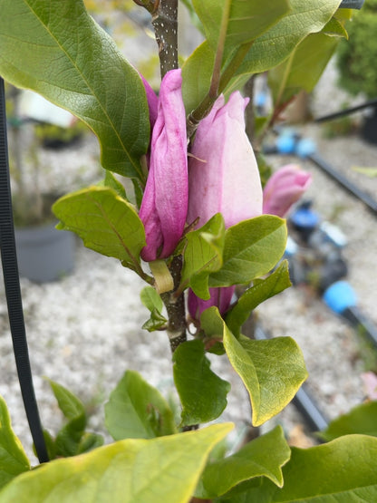 Magnolia Susan 12 Litre Pot 80/100cm