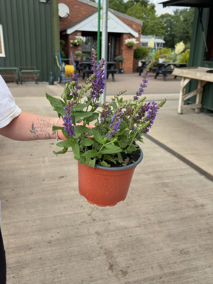 Salvia nemorosa Ostfriesland 2 Litre Pot