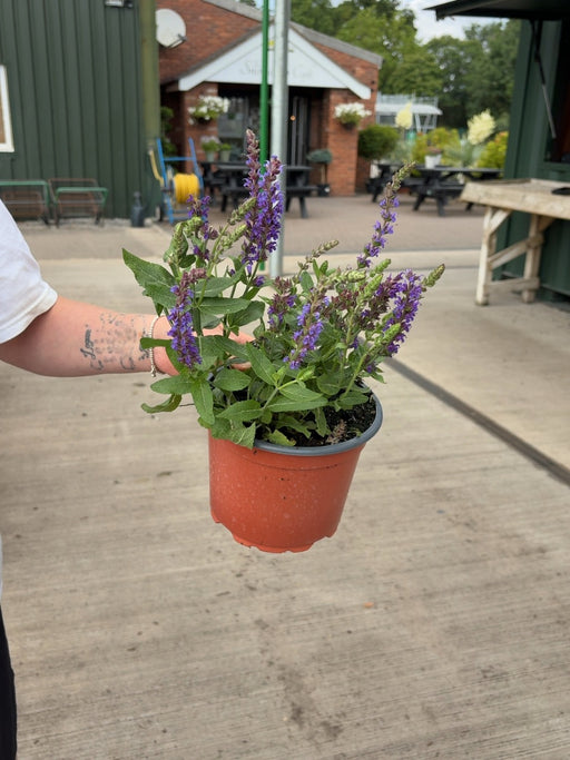 Salvia nemorosa Ostfriesland 2 Litre Pot