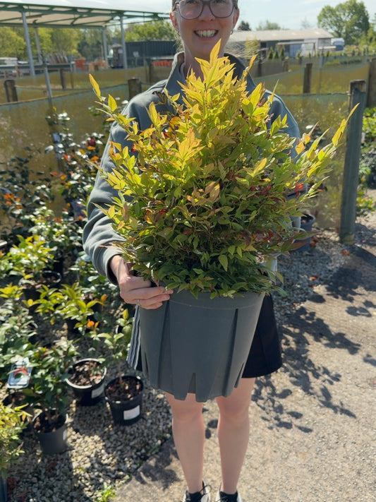 Nandina Gulf Stream 9 Litre Pot