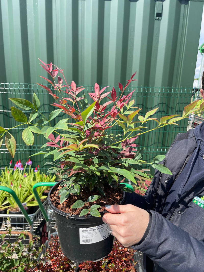 Nandina Domestica Obsessed 3 Litre Pot