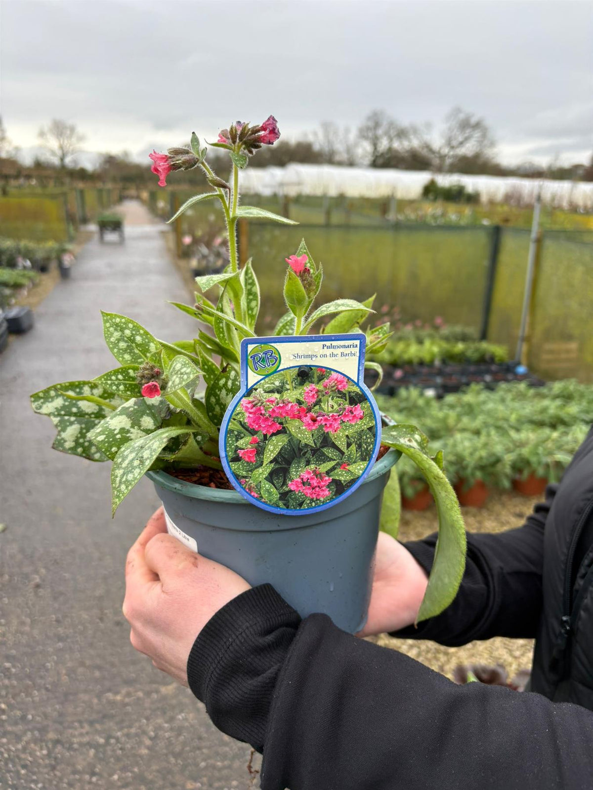 Pulmonaria Shrimps On The Barbi 2 Litre Pot