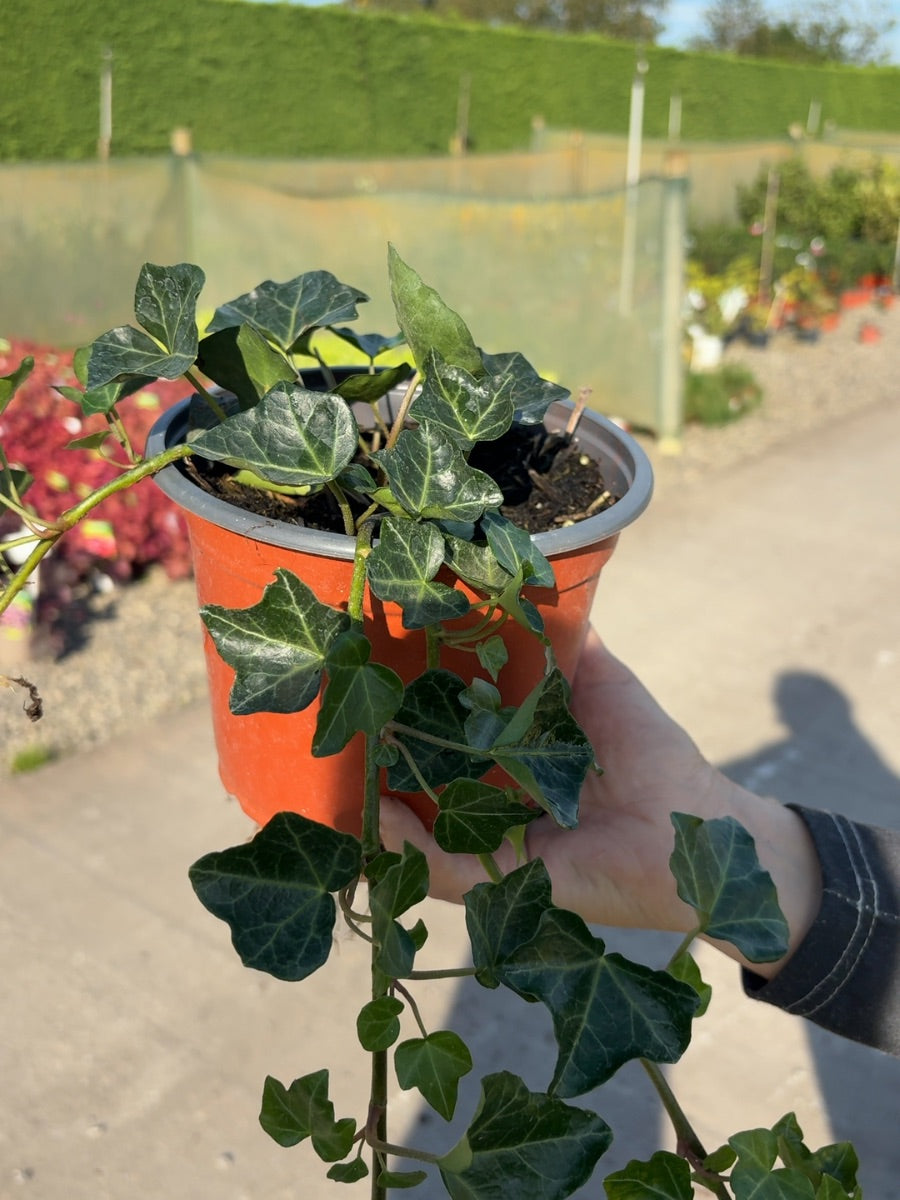 Hedera Hibernica 2 Litre Pot