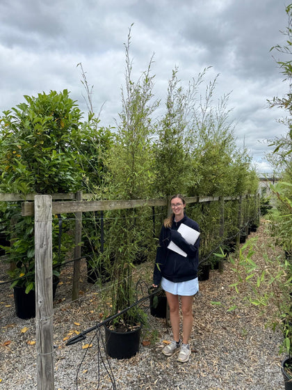 Bamboo Phyllostachys Nigra 18-40 Litre Pot 200/250cm