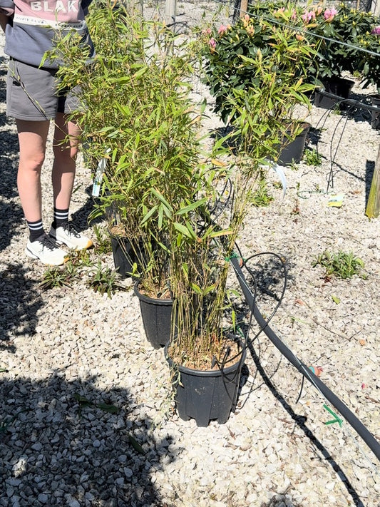 Bamboo Fargesia Ruffa 9 Litre Pot