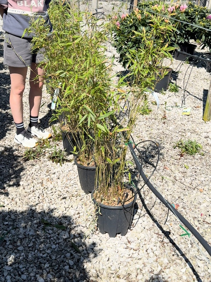 Bamboo Fargesia Ruffa 9 Litre Pot