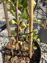 Chaenomeles speciosa Mango Storm 12 Litre Pot 100/25cm