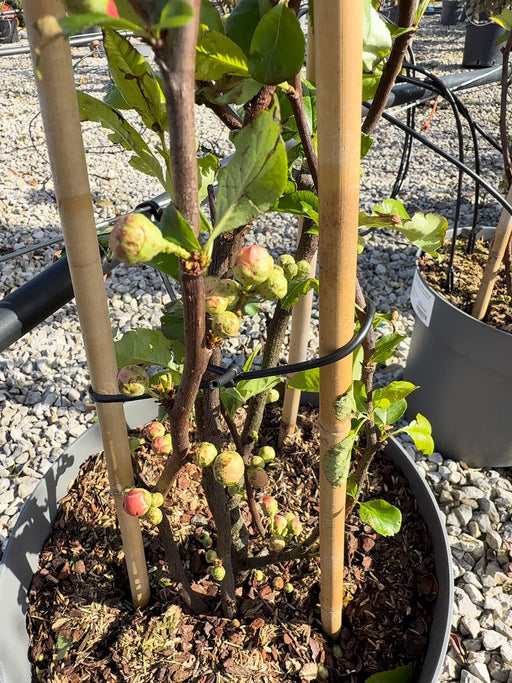 Chaenomeles speciosa Mango Storm 12 Litre Pot 100/25cm