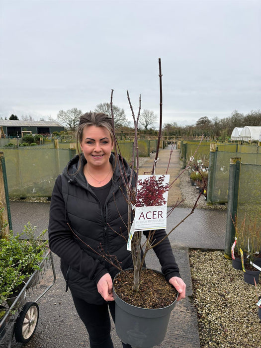 Acer palmatum Atropurpurea 10 Litre Pot