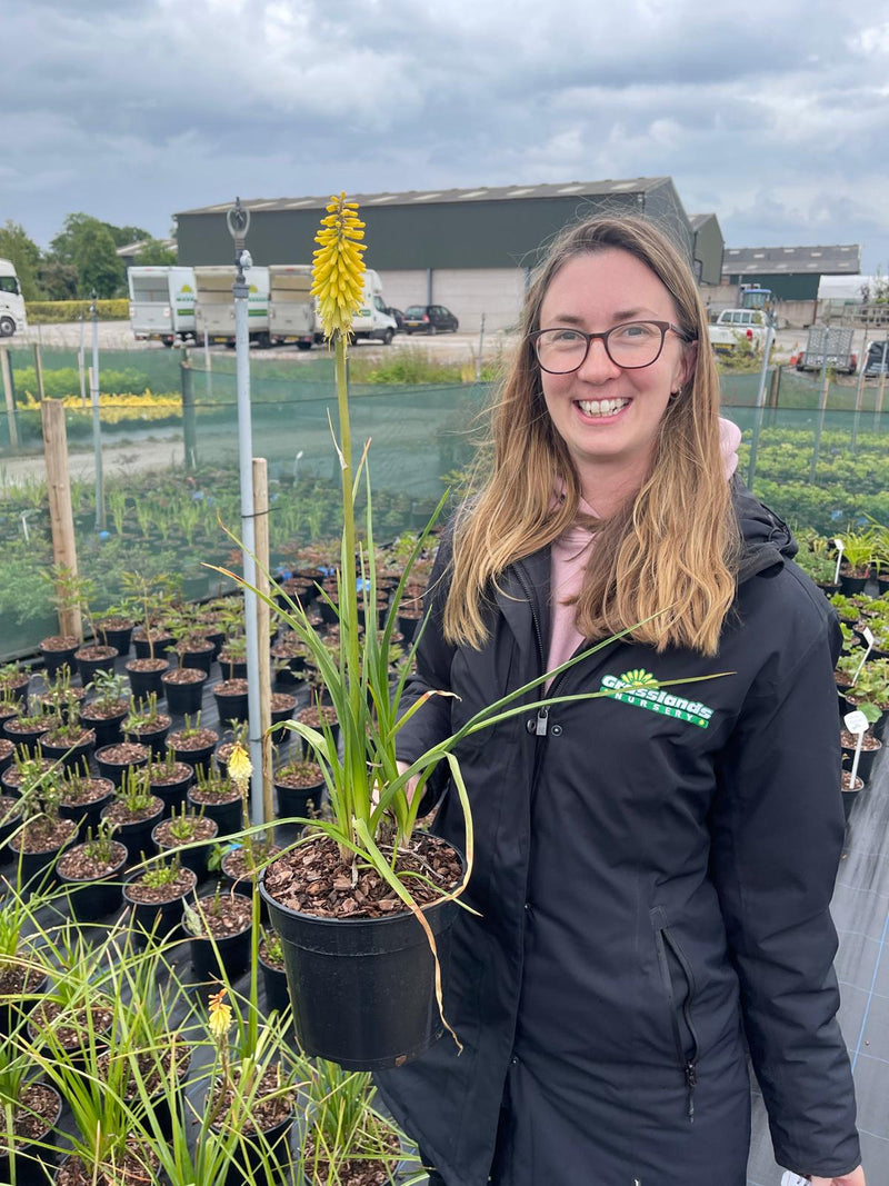Kniphofia Citrina 3 Litre Pot