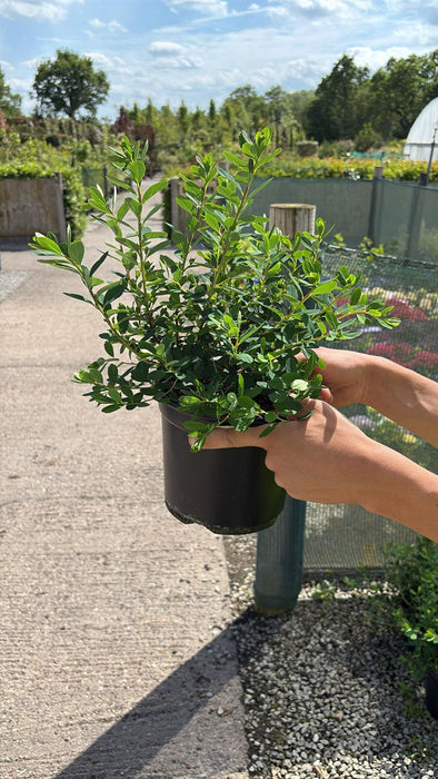 Spiraea japonica Snowmound 3 Litre Pot