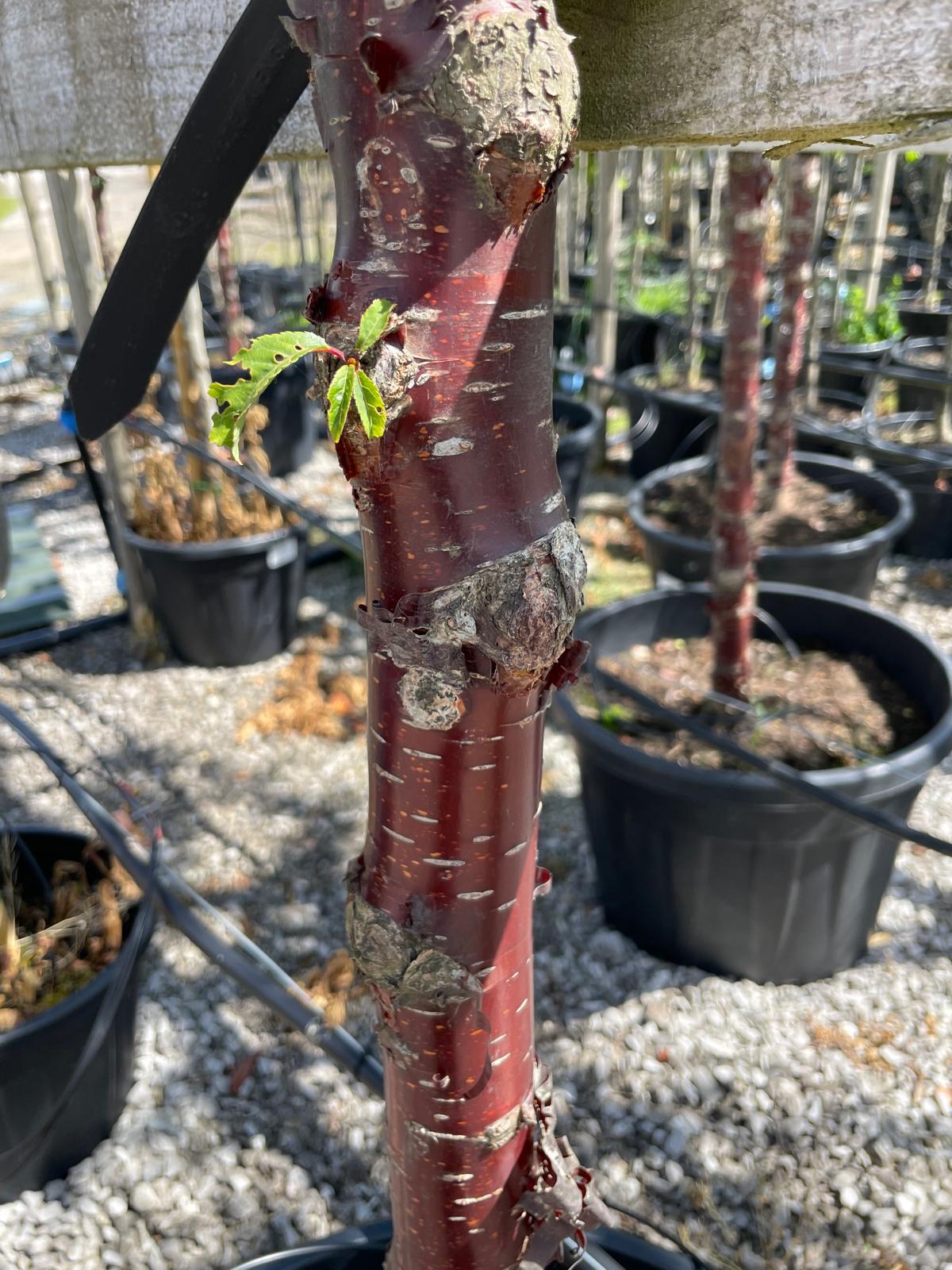 Prunus Serrula Extra Heavy Standard 12/14cm Girth