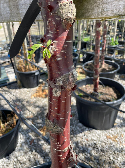 Prunus Serrula Extra Heavy Standard 12/14cm Girth