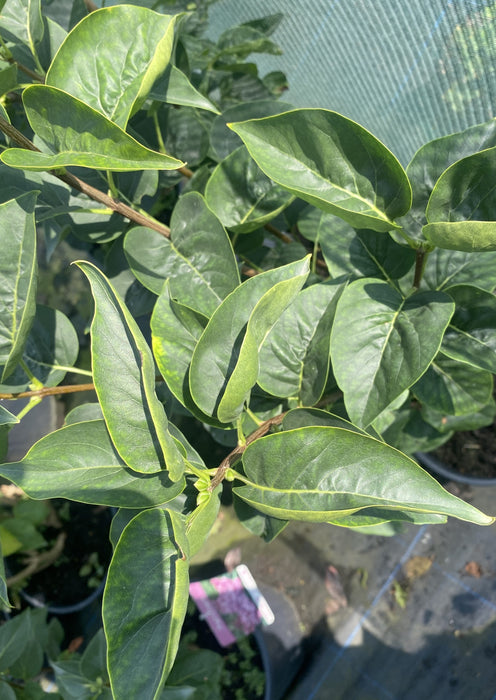 Syringa Beauty of Moscow 3 Litre Pot
