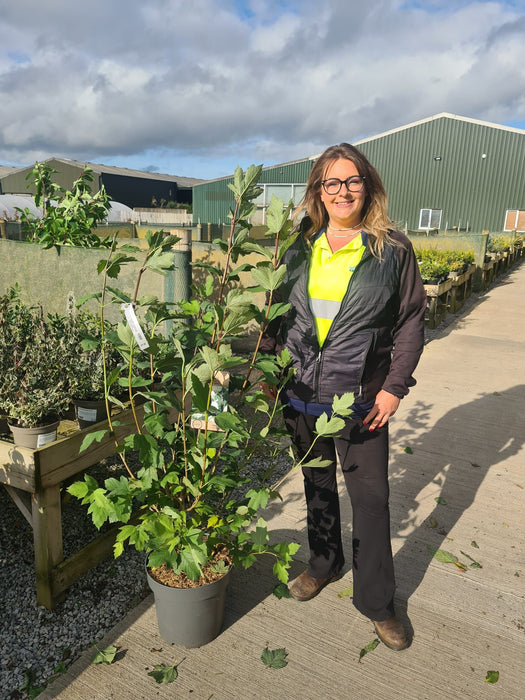 Viburnum opulus Roseum 12 Litre Pot