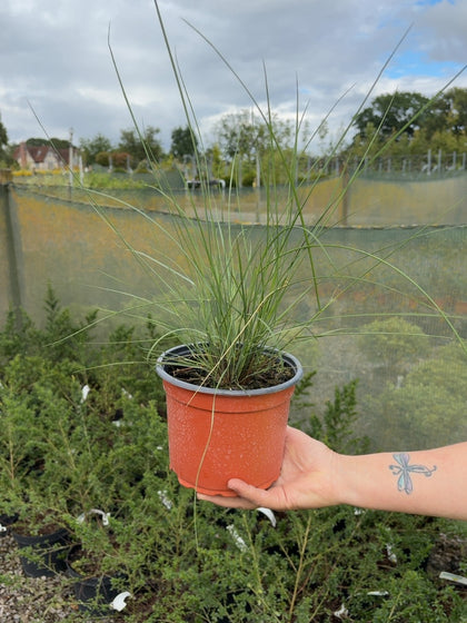 Mulenbergia Capillaris 2 Litre Pot