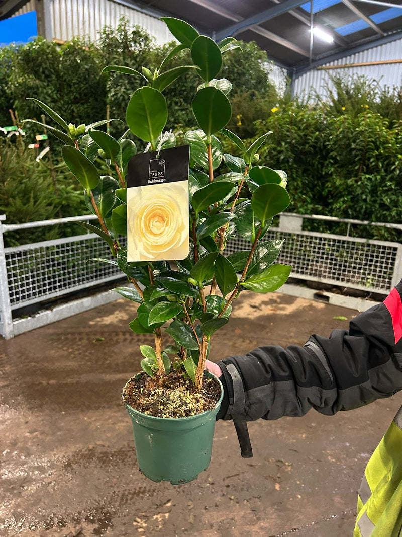 Camellia Japonica Dahlonega 7.5 Litre Pot