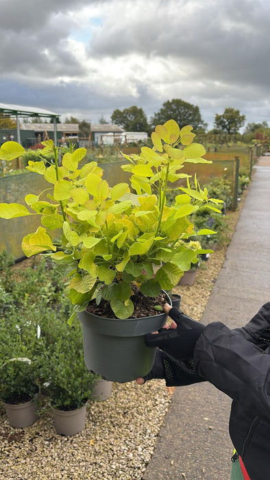 Cotinus Golden Spirit 4 Litre Pot 40/60cm