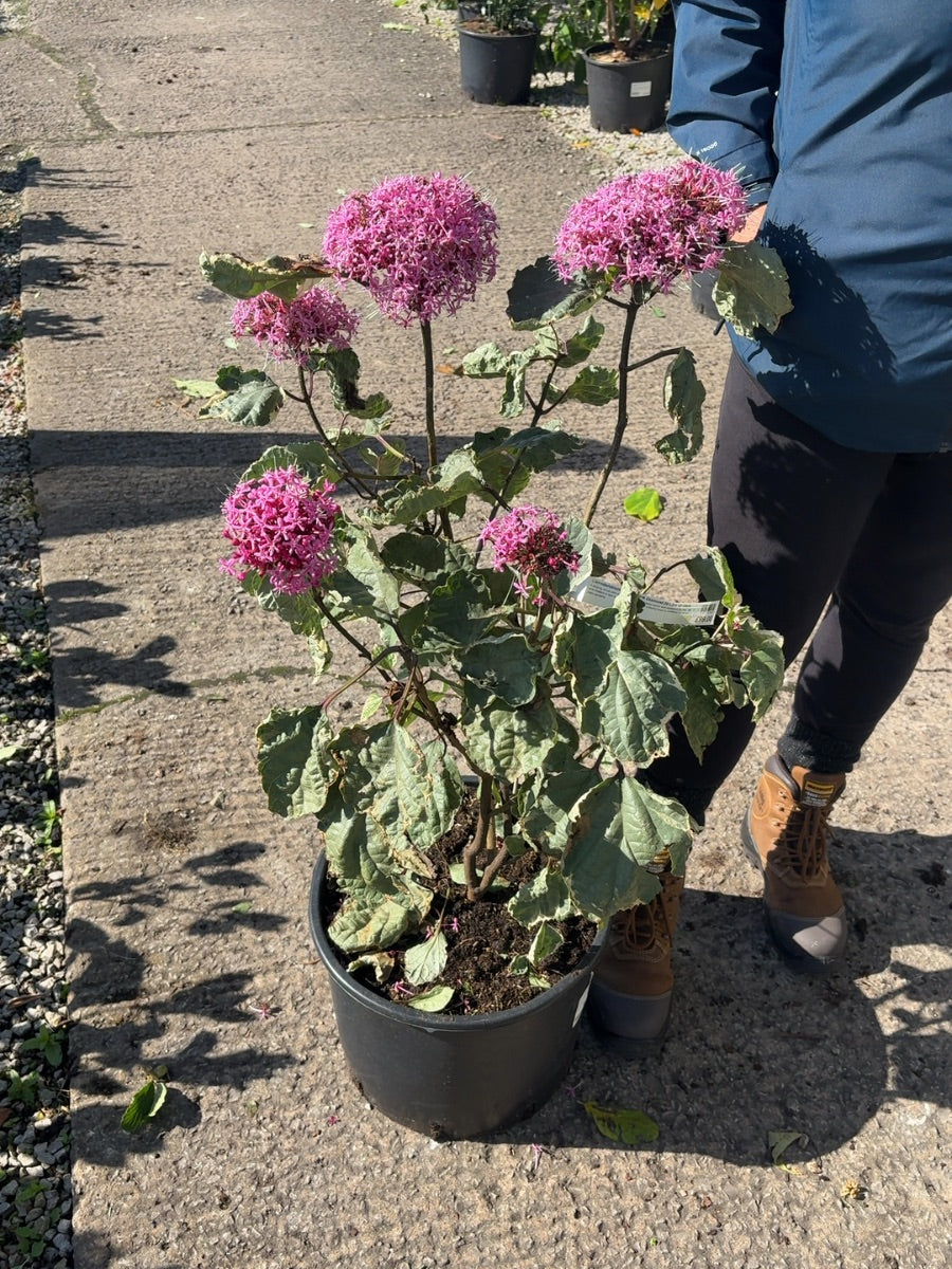Clerodendrum Bungei Pink Diamond 20 Litre 60-80cm