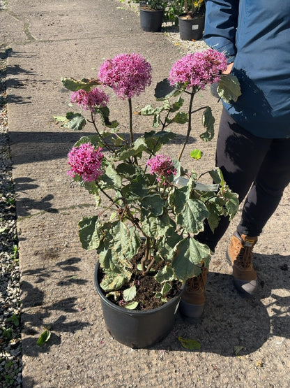 Clerodendrum Bungei Pink Diamond 20 Litre 60-80cm