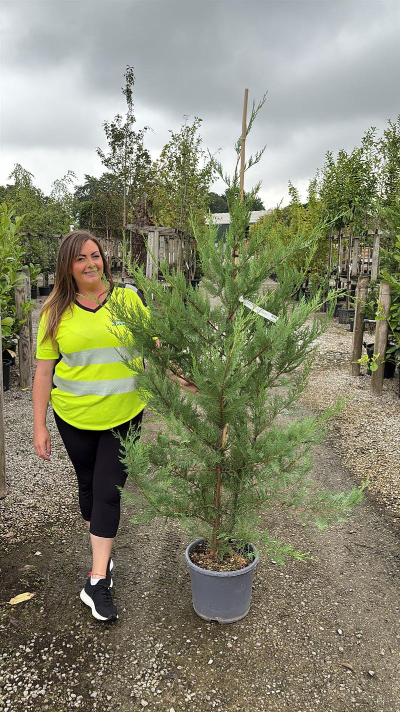 Leylandii Hedging 12/15 Litre Pot 175/200cm