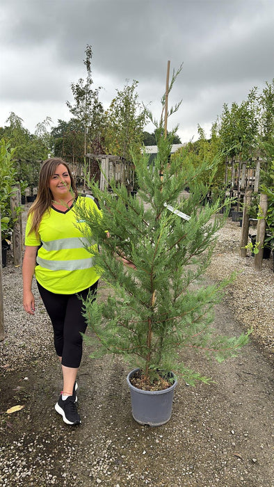 Leylandii Hedging 15 Litre Pot 175/200cm