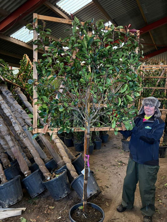Photinia Red Robin Pleached 100cm Stem 120 x 120 cm Frame