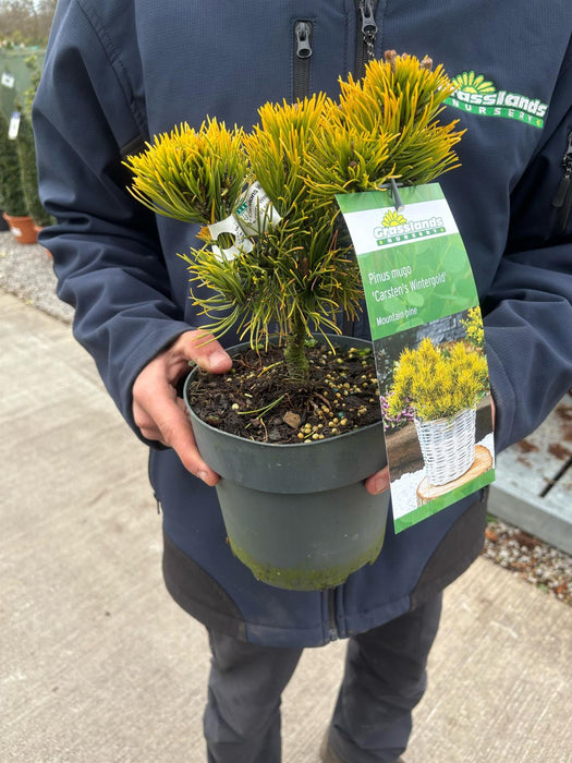 Pinus Carstons Wintergold 2.5 Litre Pot