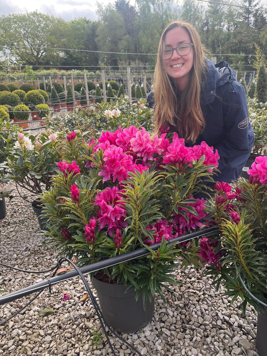 Easydendron Grazeasy Dark Pink 16.5 Litre Pot