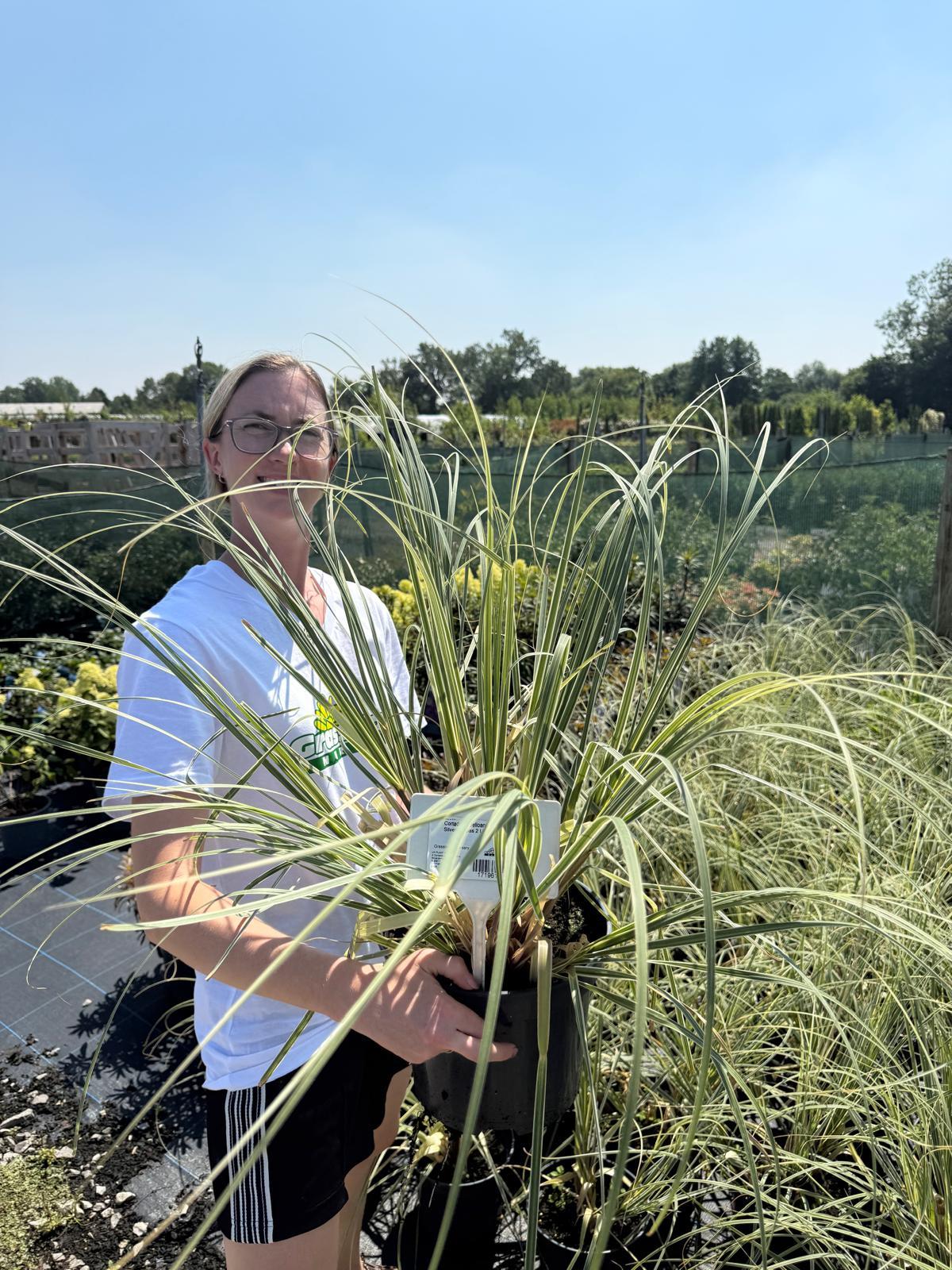 Cortaderia Selloana Mini Silverpampas 7.5 Litre Pot