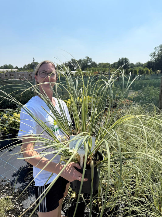 Cortaderia Selloana Mini Silverpampas 7.5 Litre Pot