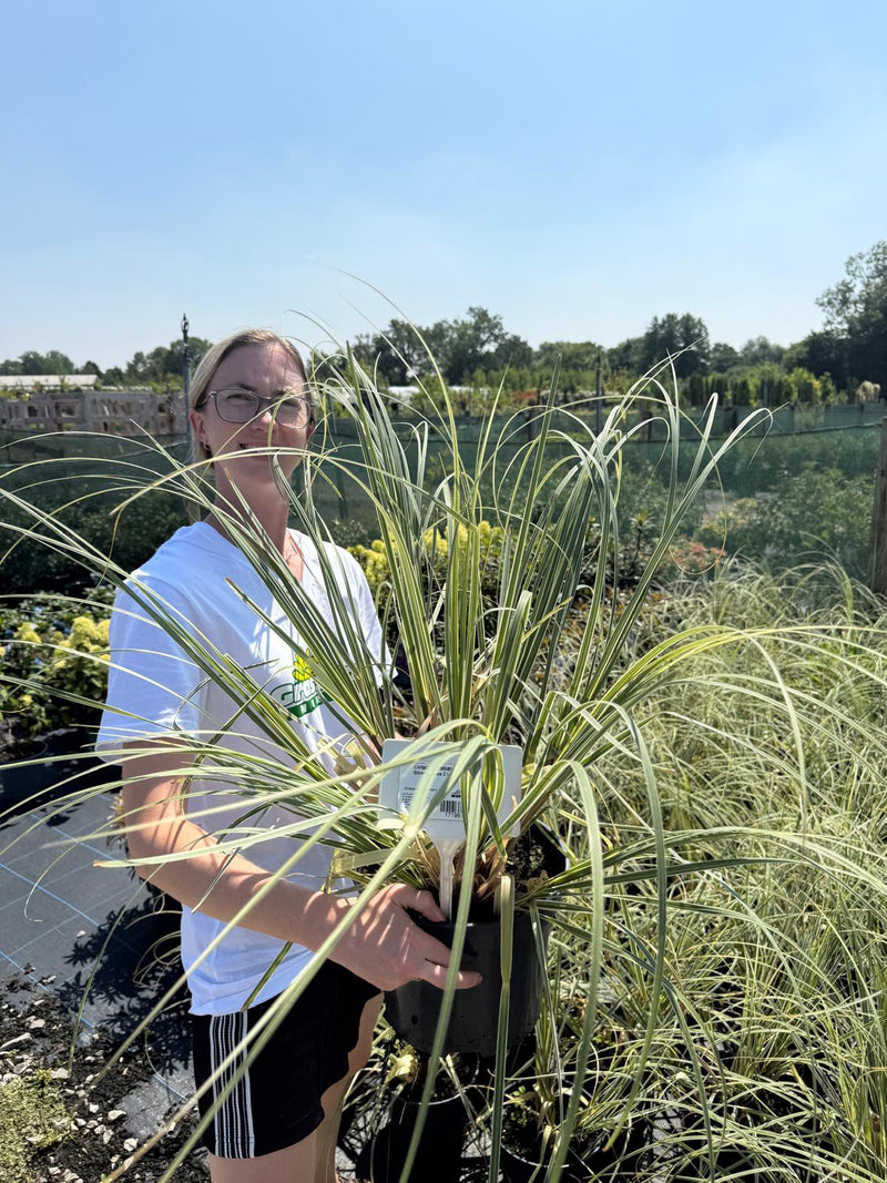 Cortaderia Selloana Mini Silverpampas 7.5 Litre Pot