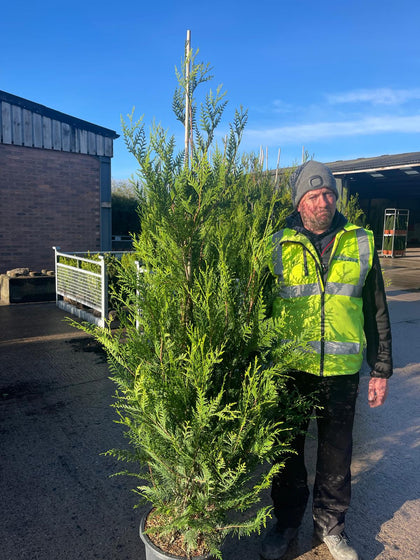 Thuja plicata Atrovirens 175/190cm 25 Litre Pot