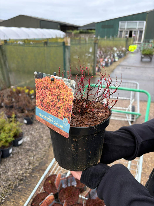 Spiraea Japonica Zenspirit Caramel 1.5 Litre Pot