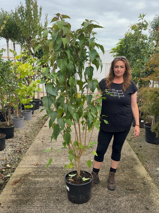Clerodendrum Trichotomum Fargesii 20 Litre 150/175cm