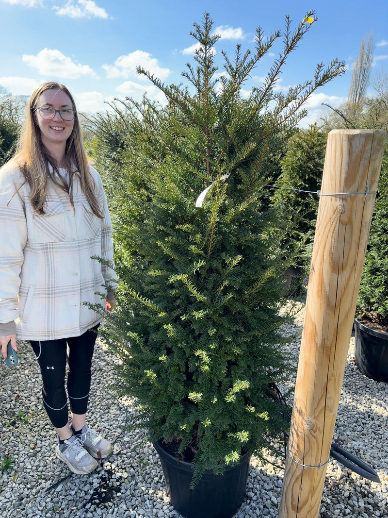Big Deal Yew Hedging 140/150cm Extra Wide 35 Litre Pot x 10